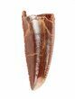 Serrated Raptor Tooth - Morocco #62172-1